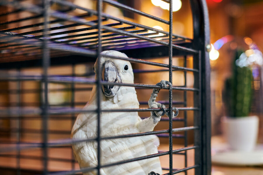 Cages for on sale pet birds