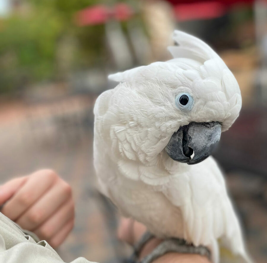 A white cockatoo perches on a person's arm.