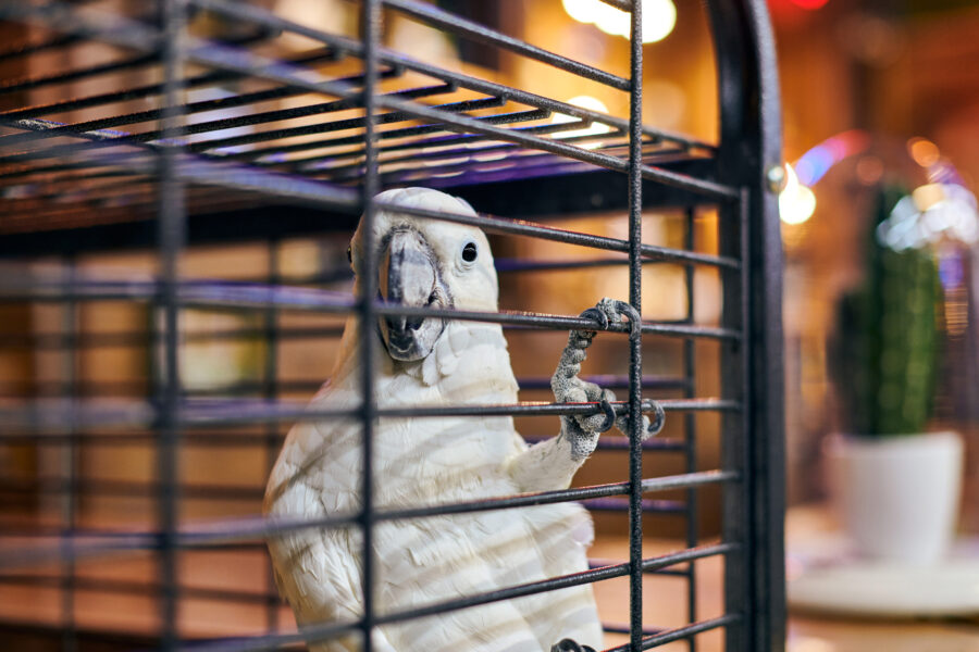 An umbrella cockatoo clinging to the side of its enclosure.