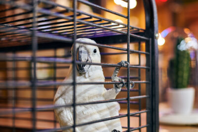 A white cockatoo looks at the viewer while clinging to the inside of its cage