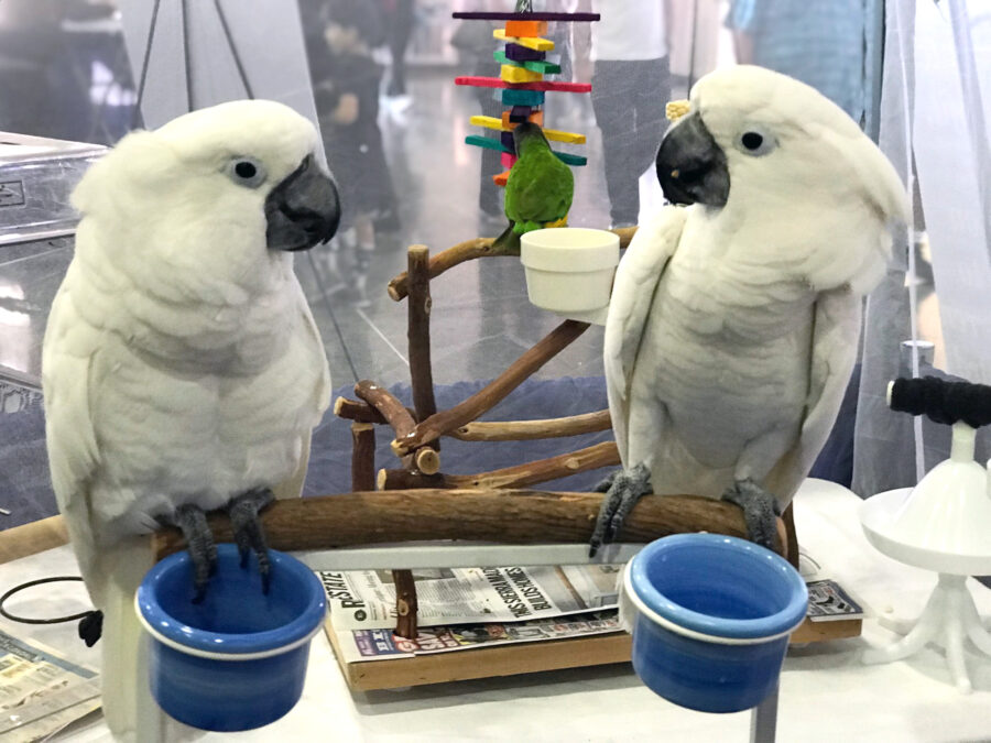 Two cockatoos look at each other from the same perch