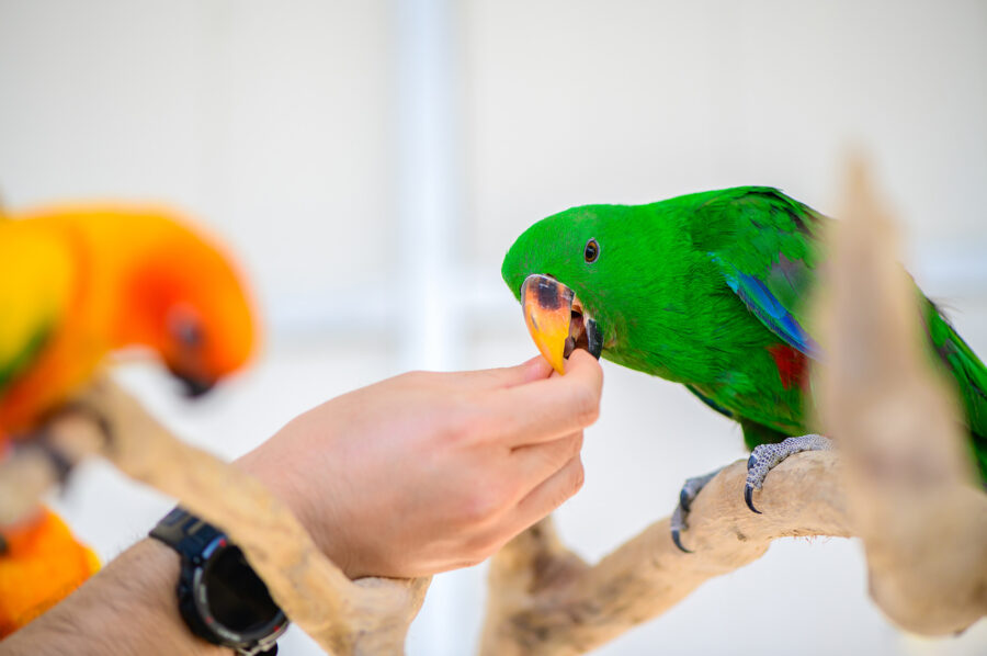 A male ekkie eats a piece of fruit from a person's hand. A sun conure is also there.