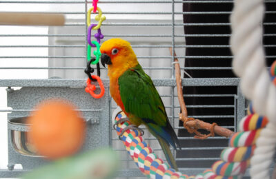 A colorful conure perching in its cage