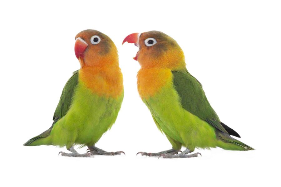 Two lovebirds engaged in a lively conversation.