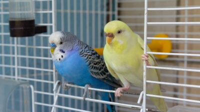 Two budgies perched on the edge of their cage.