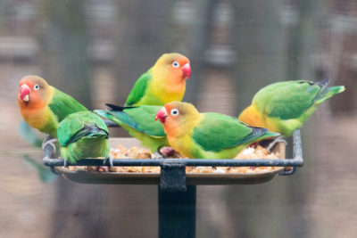 Six of Fischer's Lovebird on feeder at Oakland Zoo