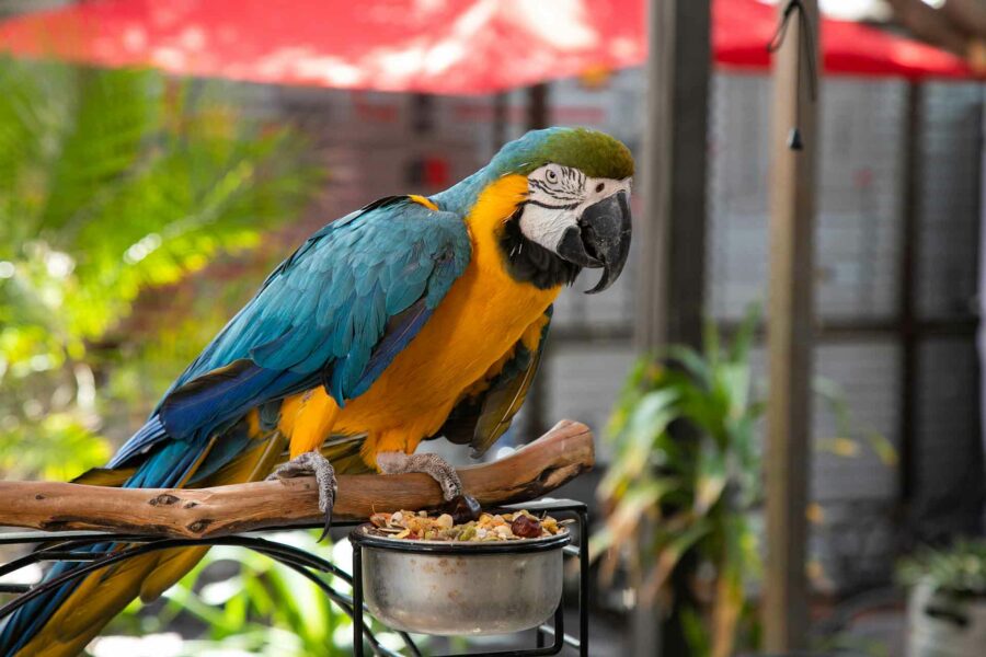A blue and gold macaw sits on a branch above its food dish.
