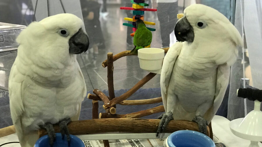 Two cockatoos staring at each other from opposite ends of the same perch.