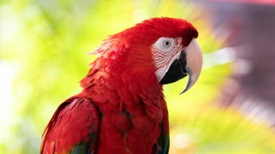 A brightly sunlit scarlet macaw sits on its perch outside.