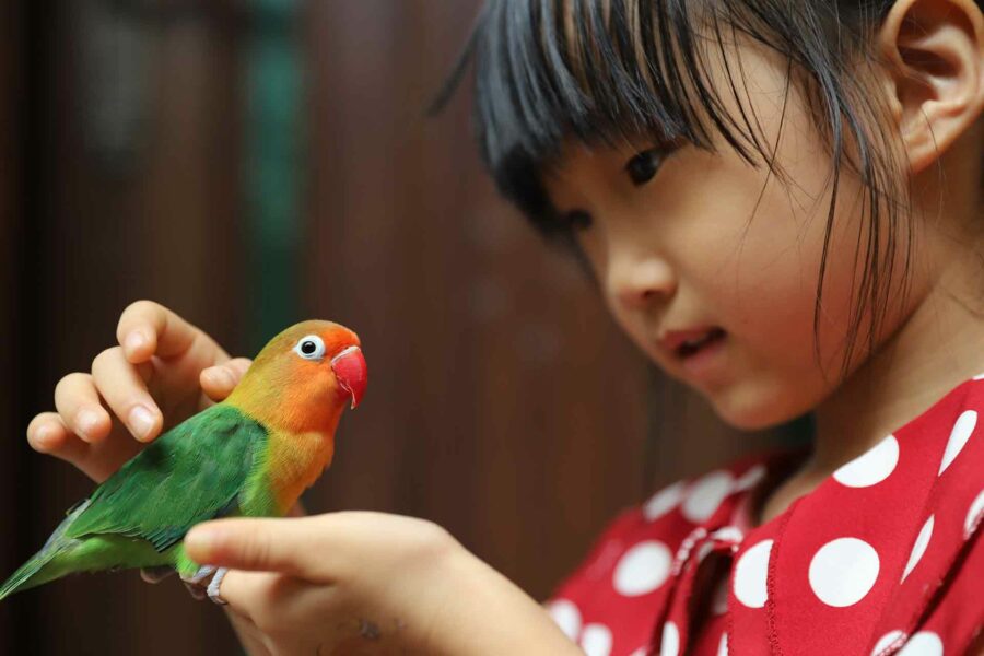 A young girl gently pets a brightly colored lovebird.