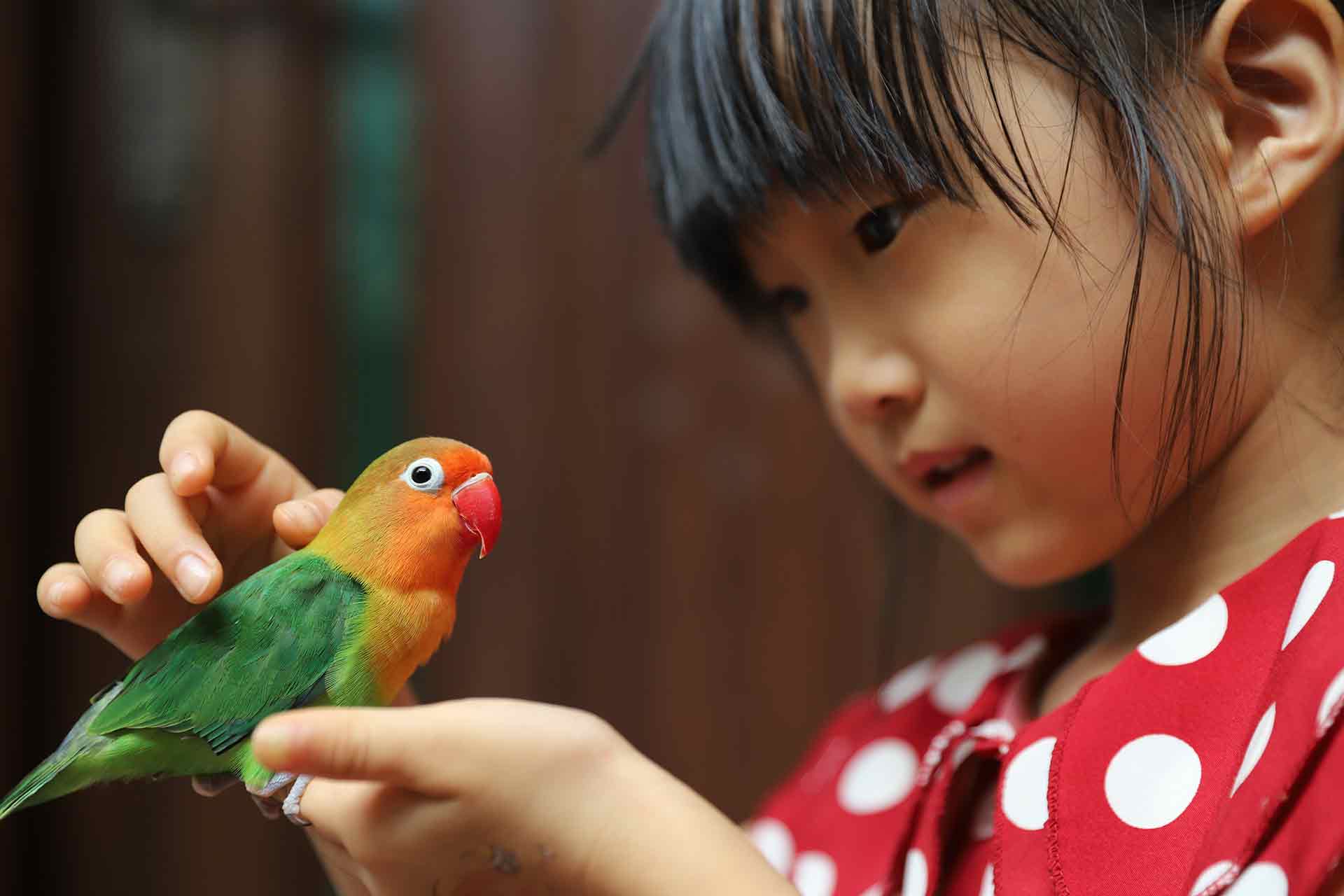 How to Pet a Bird: Handling Techniques to Ensure Your Bird's Comfort ...