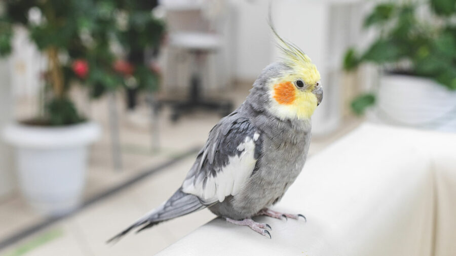 A quiet cockatiel.