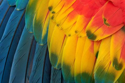 Vibrant, rainbow-colored feathers
