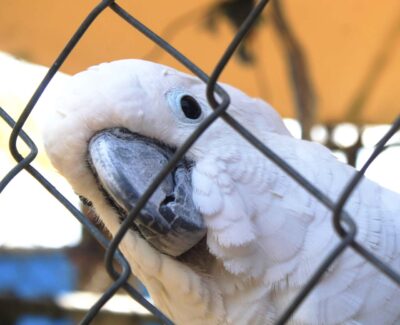 An African Grey looks at you from behind a chain-link fence.