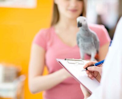 A woman and an African grey visit the veterinarian.