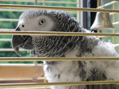 A somewhat frazzled-looking African Grey parrot sitting on a perch within a cage.