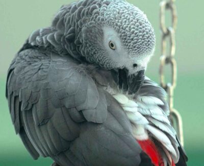 An African Grey grooming itself vigorously