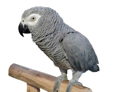 It's an African Grey. Possibly a wizard.