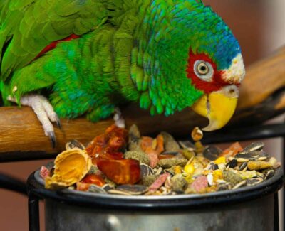 A white-fronted amazon parrot enjoys a snack from a bowl.