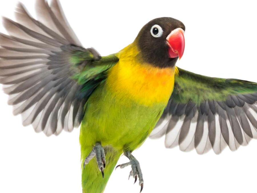 A black masked lovebird takes flight