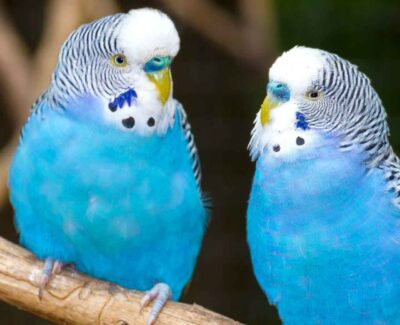 Two blue budgies exchange glances while sharing the same perch. Two blue budgies exchange glances while sharing the same perch.