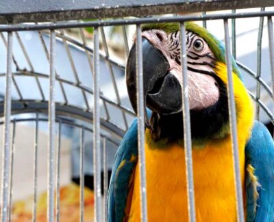 A blue & gold macaw sits behind the bars of its enclosure.
