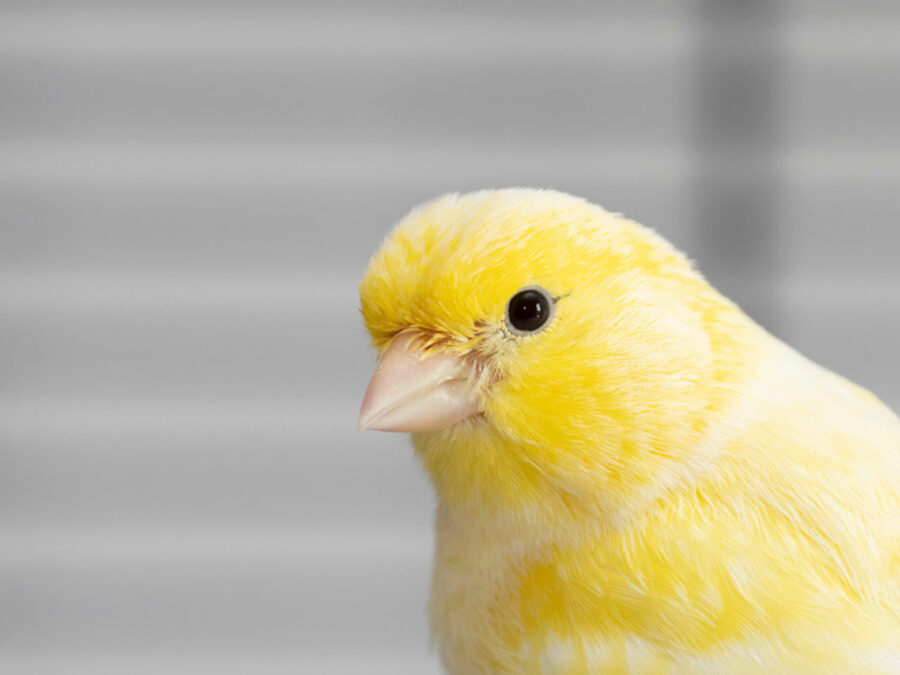 A yellow canary peeks out from the edge of the image.