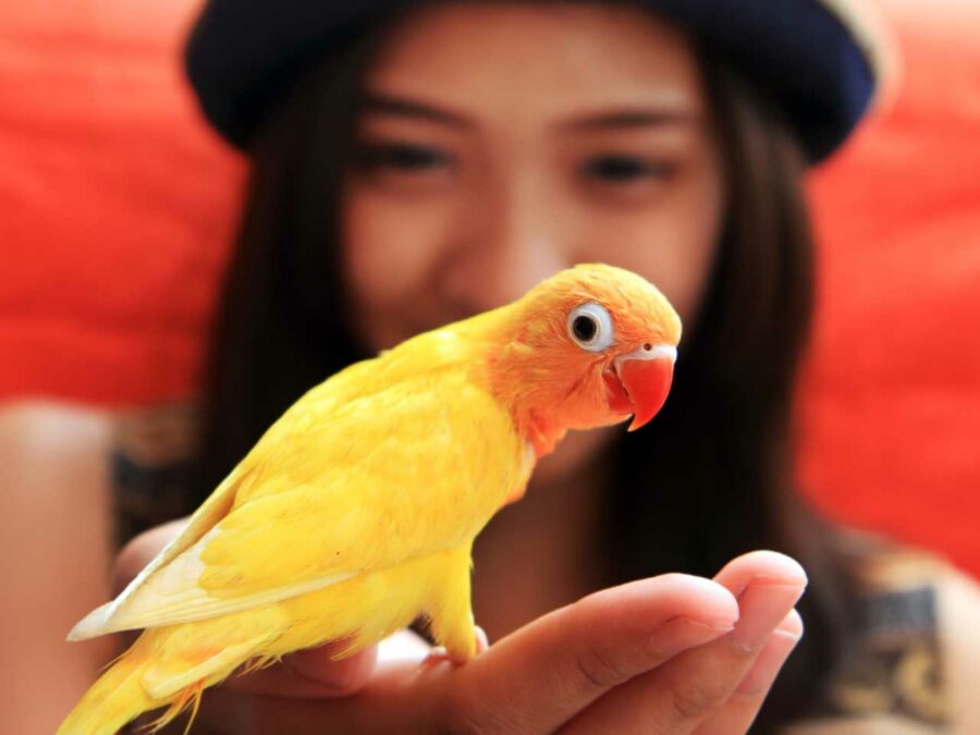 A woman wearing a hat holds a golden conure in her palm.