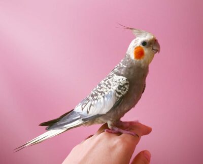 A cockatiel perched on a woman's hand.