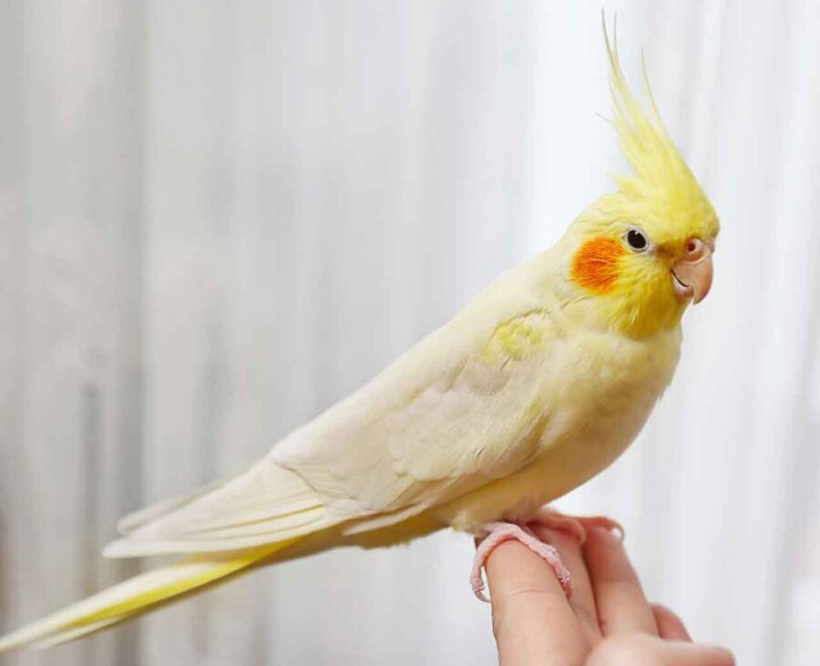 A yellow cockatiel perches on a person's hand.
