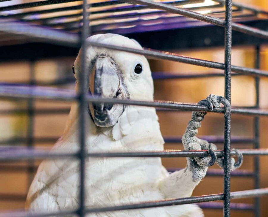 A white cockatoo grasps at the bars of its enclosure while looking at the viewer.