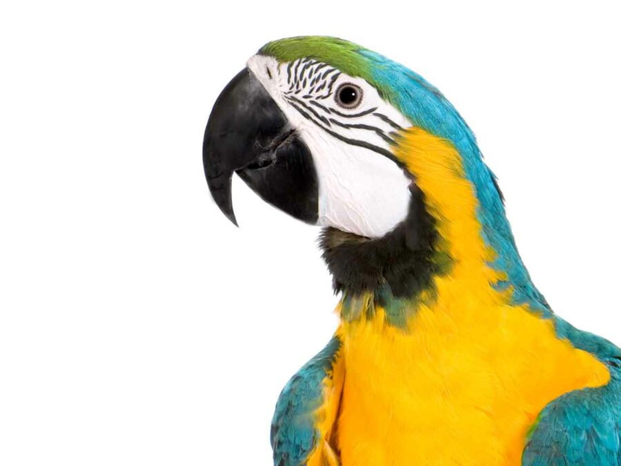 An inquisitive blue and gold macaw