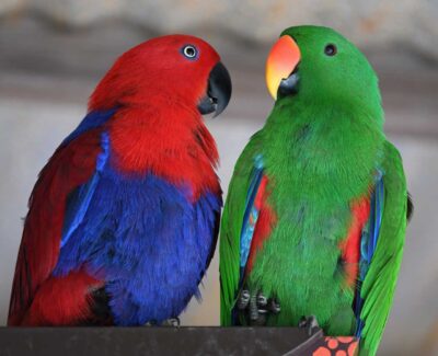 Two ekkies — one male and one female — seem to be sharing an intense conversation.