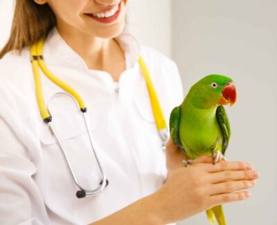 A green, male ekkie is perched on the hand of an avian veterinarian.