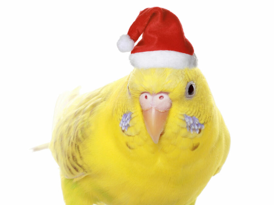 A yellow parakeet sporting a festive Santa-like cap.