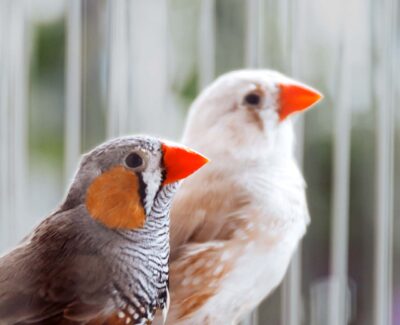 A pair of finches look out from their cage.