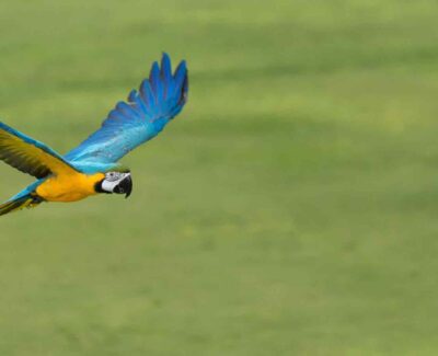 A blue and gold macaw flies into a grassy scene from out of frame.