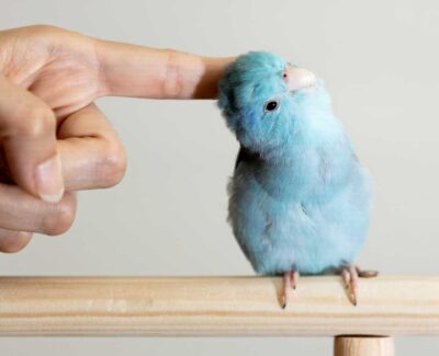 A light blue lovebird gets its head scratched by a human's hand.