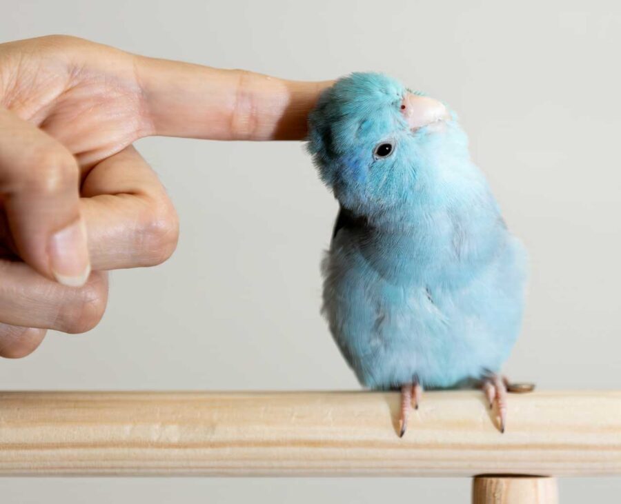 A light blue lovebird gets its head scratched by a human's hand.