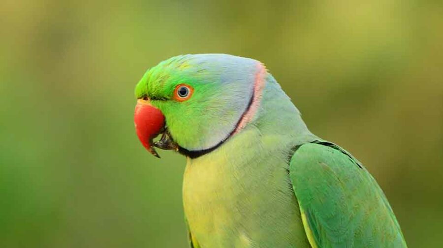 A ringneck parrot sitting on a branch.