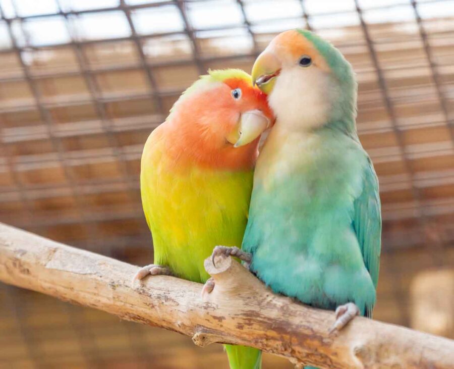 A pair of vibrant lovebirds snuggled up to each other on a wooden perch.