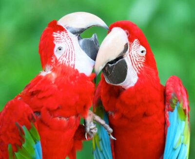 A pair of green-winged macaws engage in some play nibbling.