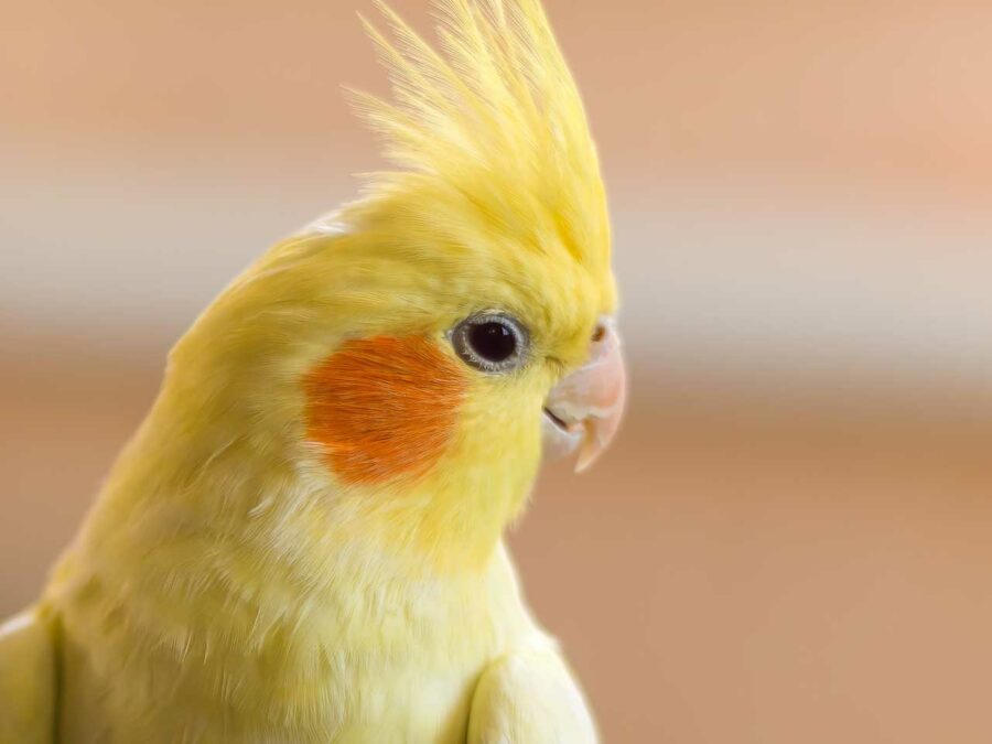 A yellow cockatiel with orange cheeks poses for the camera.