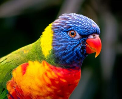A macro photograph of a colorful, green, red, orange, yellow, and blue lorikeet peering at the viewer.