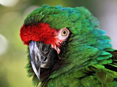 A military macaw gazes at you stoically.