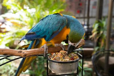 A blue and gold macaw enjoys a snack.