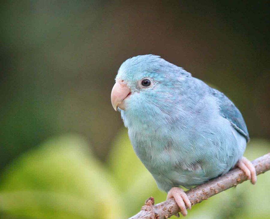 A small, blue parrotlet perches on a tiny branch.