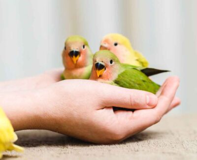Three peach-faced lovebirds rest in the outstretched palms of a person.