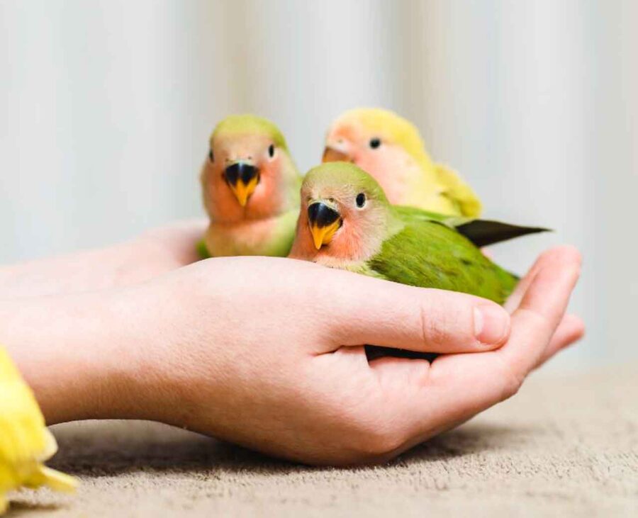 Three peach-faced lovebirds rest in the outstretched palms of a person.