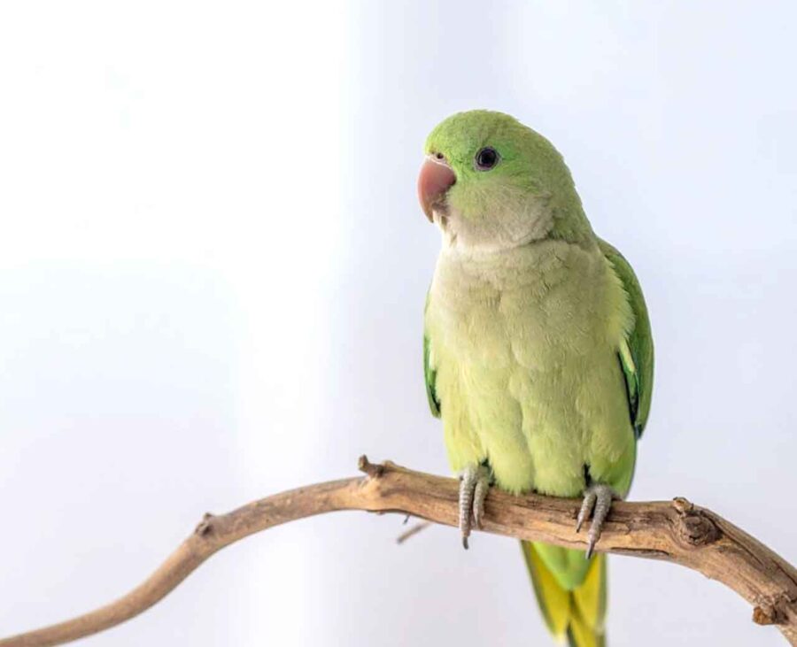 A Quaker parakeet rests on a branch.